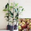 Cung cấp cây măng cụt trồng sân vườn