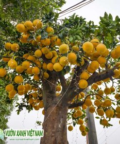 Cung cấp cây bưởi trồng làm kiểng tại sân vườn