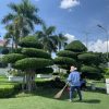 Dịch vụ chăm sóc cây cảnh sân vườn tại quận 5