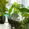 Cho thuê cây xanh – cho thuê cây cảnh nội thất – cây cảnh văn phòng