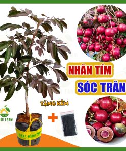 Cây nhãn long tím trồng trong sân vườn
