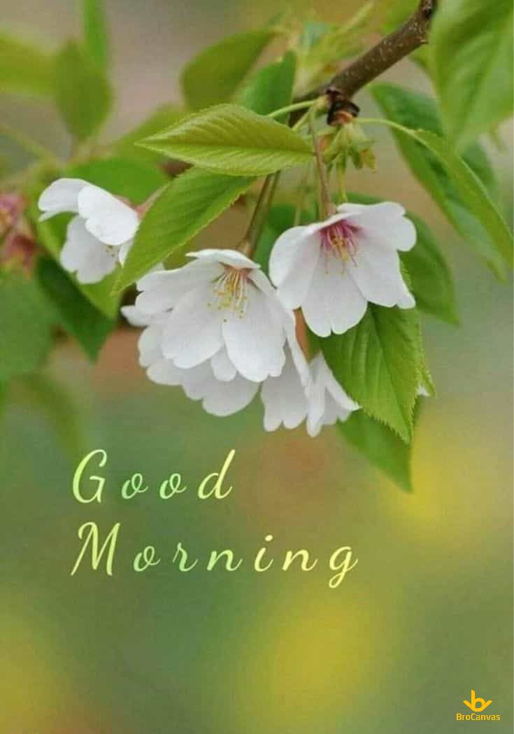Cành hoa buổi sáng