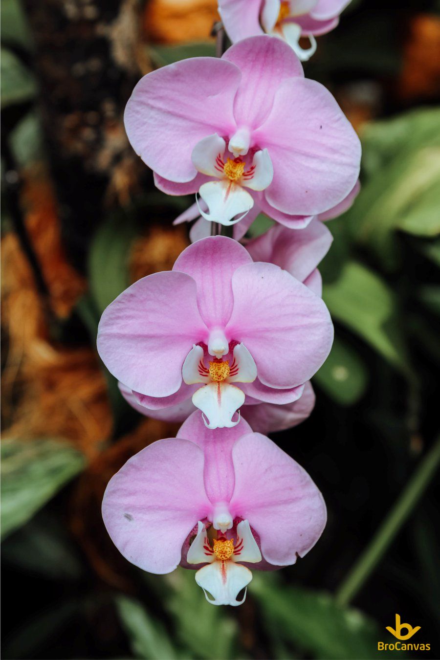 hoa lan dep tuyet voi