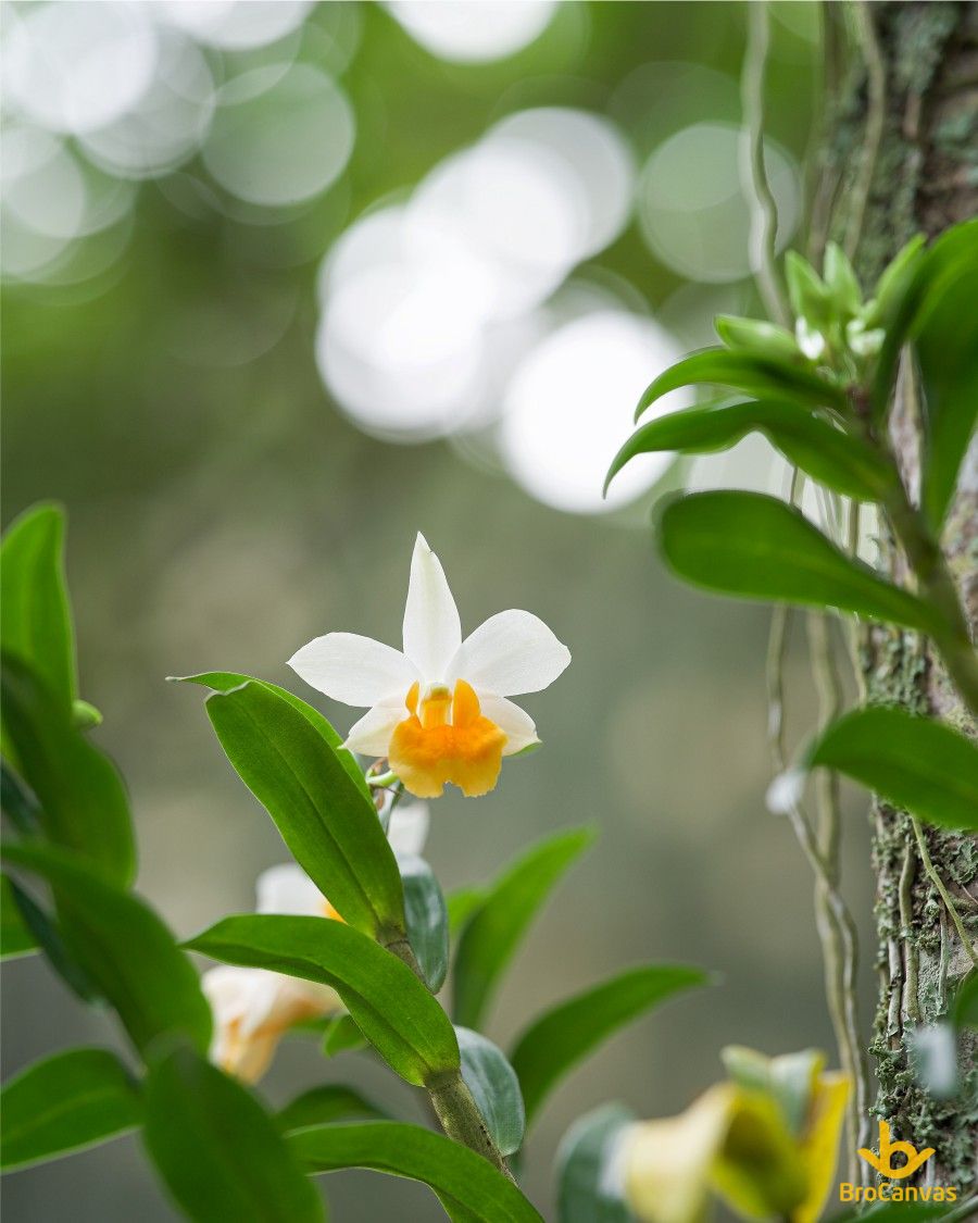 hoa lan tren than cay