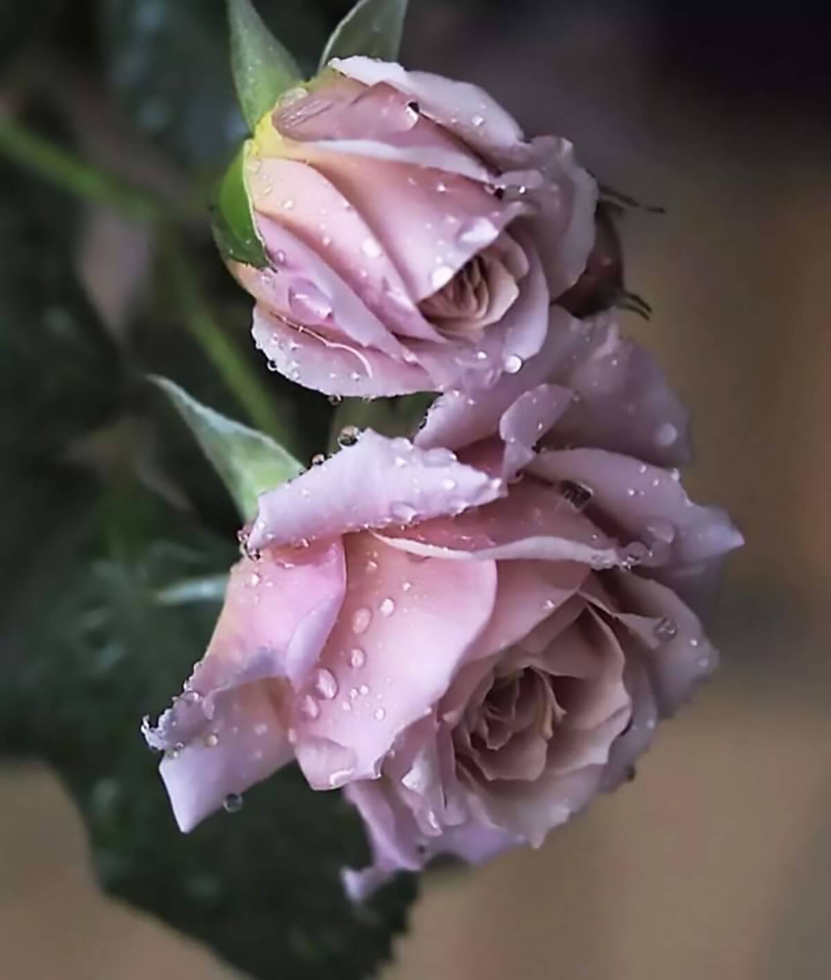 hoa hong tim lang man