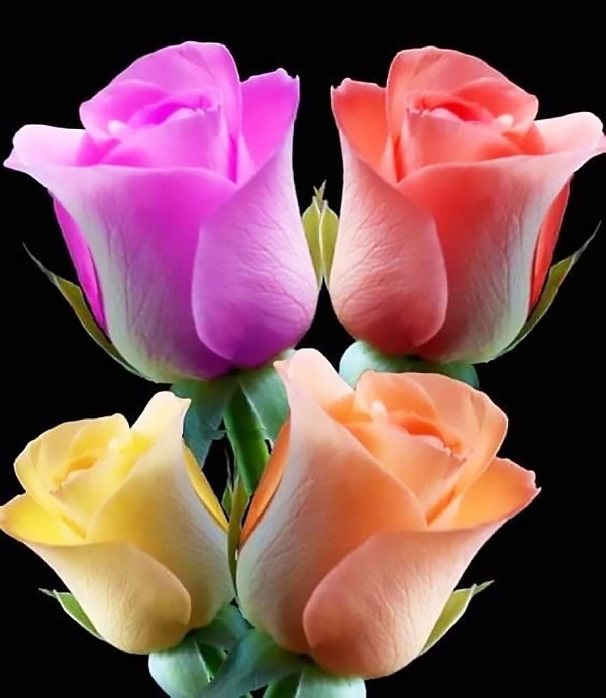 bo hoa hong nhieu mau