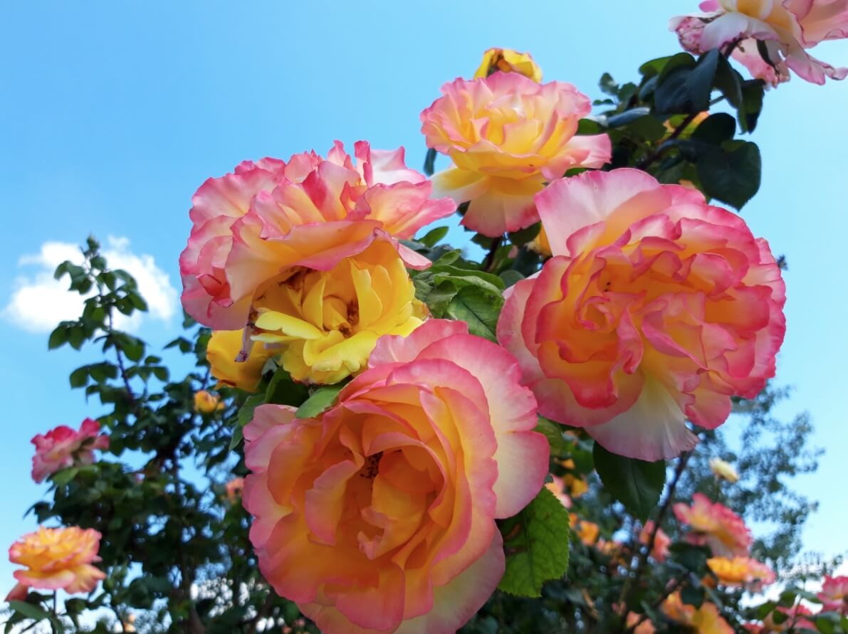 can canh hoa hong do