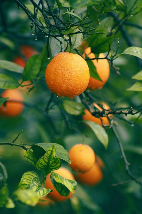 Cây quất ngày tết