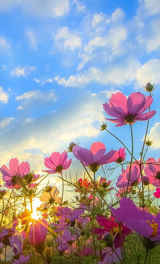 Hình nền điện thoại mùa xuân