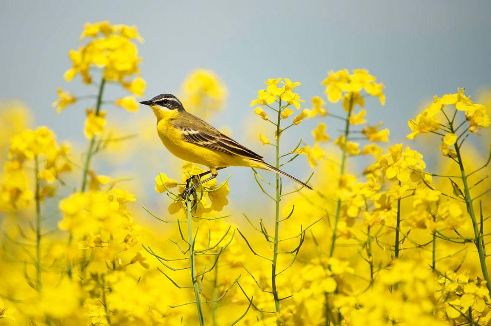 Hình nền máy tính mùa xuân
