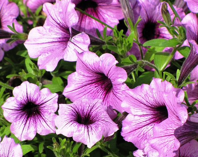 Hoa dạ yến thảo