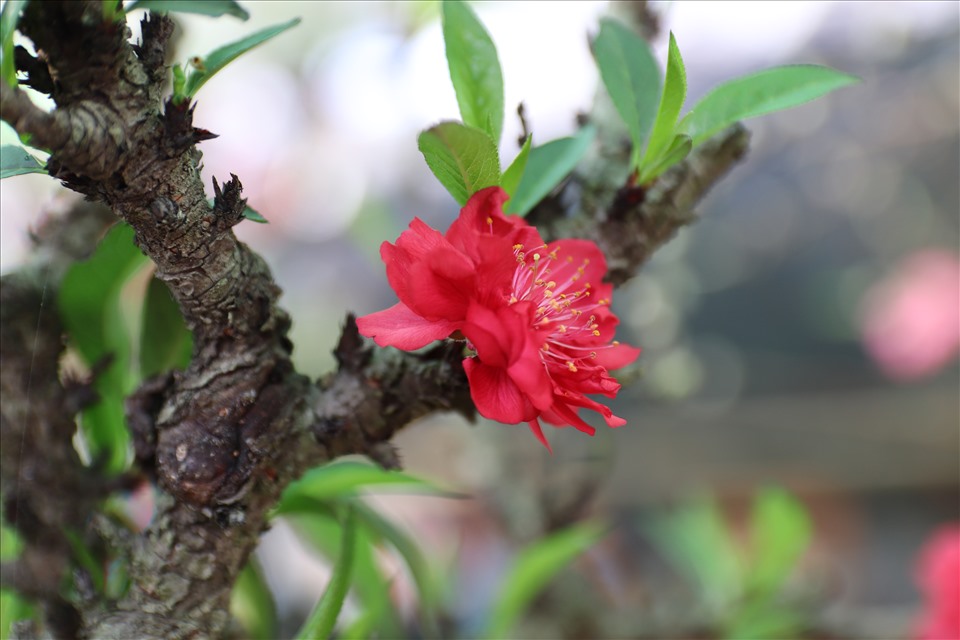 Hoa đào thất thốn