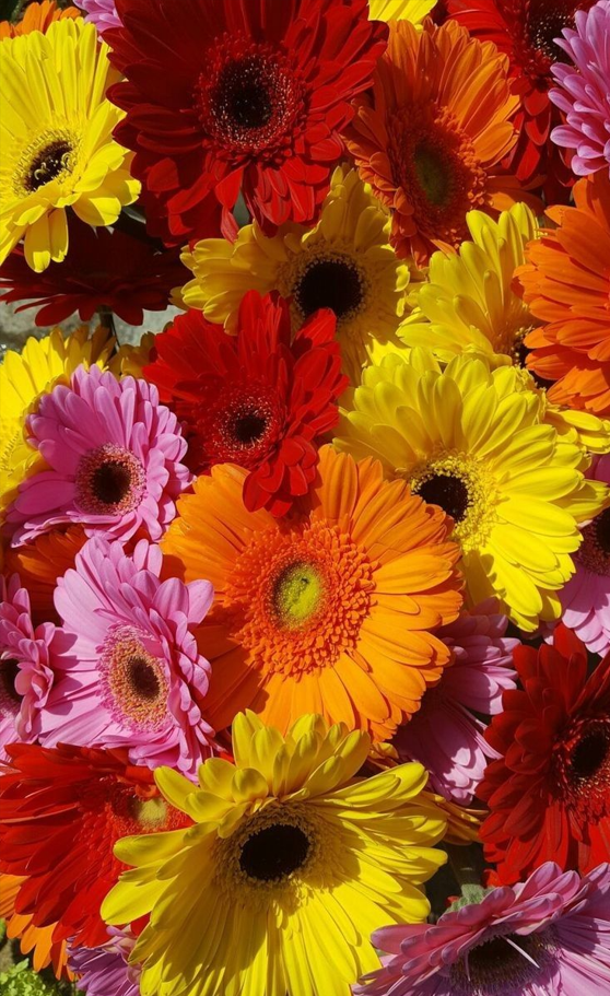 Hoa đồng tiền ngày xuân