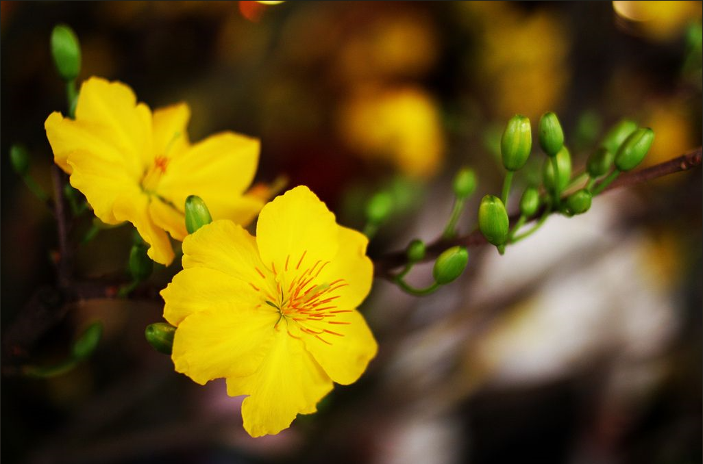 Hoa mai mùa xuân