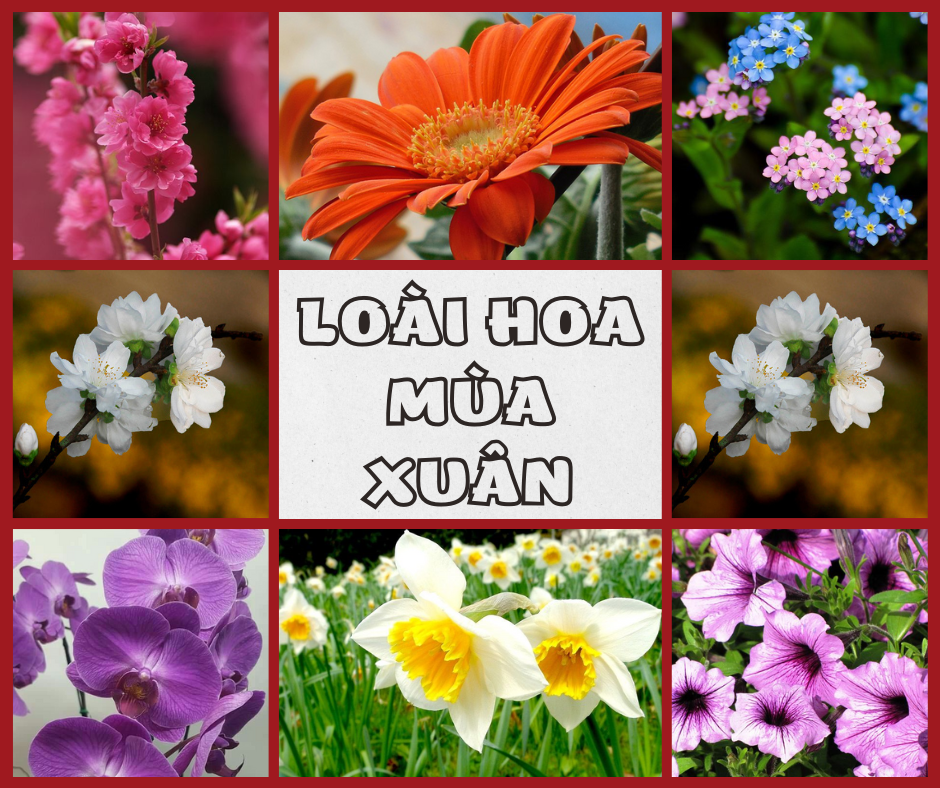 Loài hoa mùa xuân