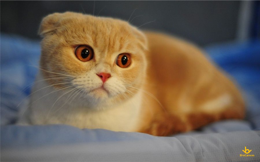 Mèo Scottish Fold
