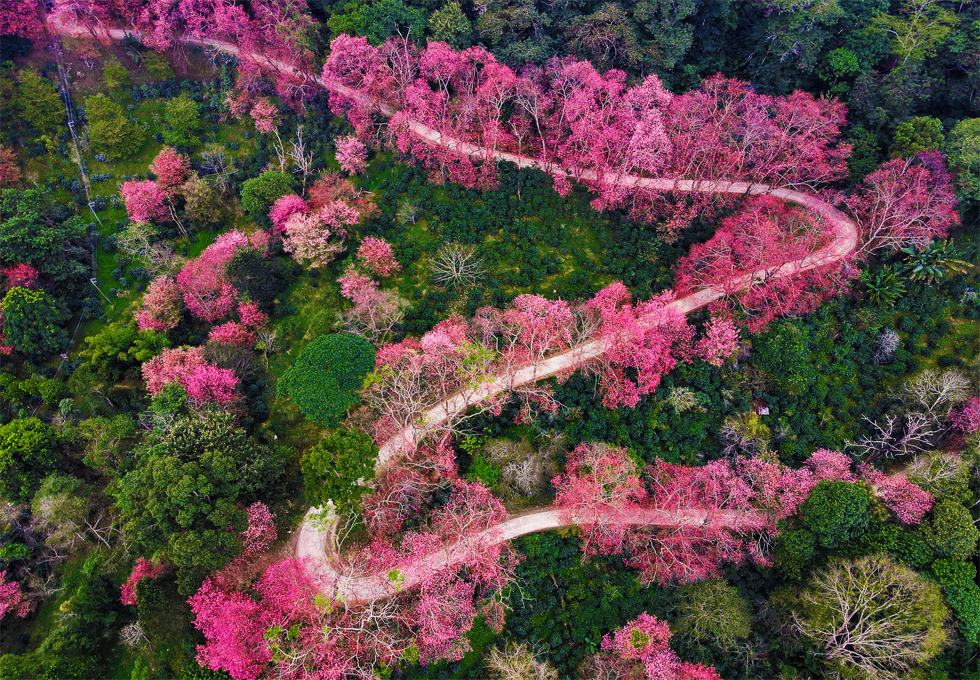 Mùa xuân Chiang Mai