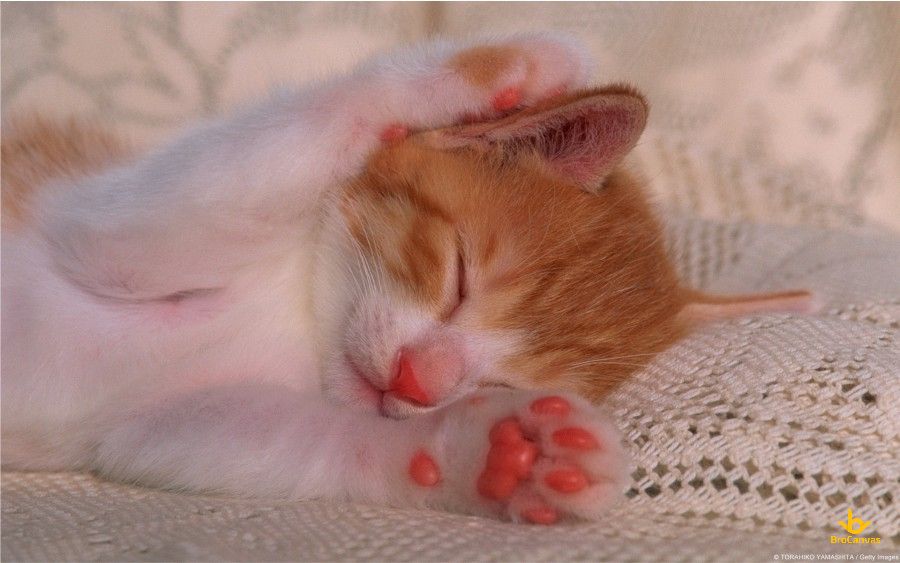 Mèo con đáng yêu