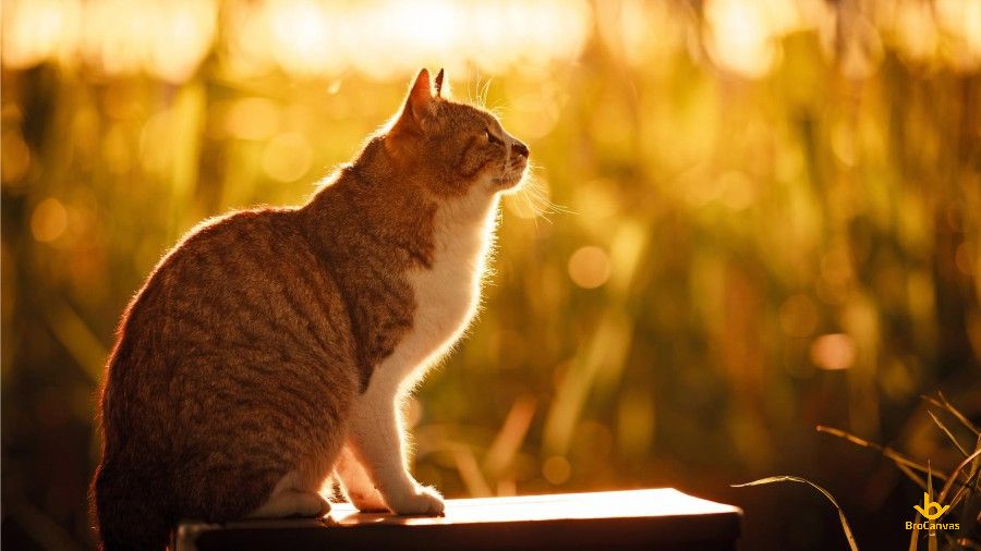 Mèo dưới ánh nắng