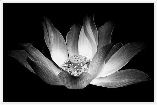 ảnh sen trắng nền đen đẹp