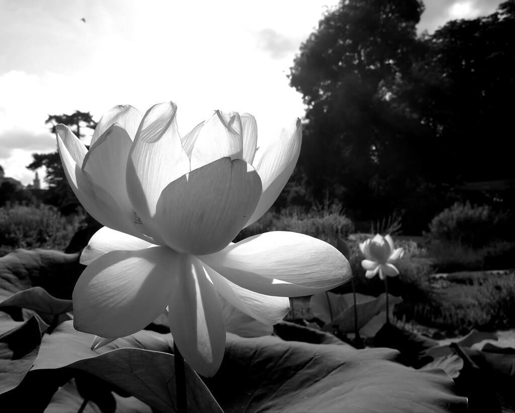 sen trắng trên đầm