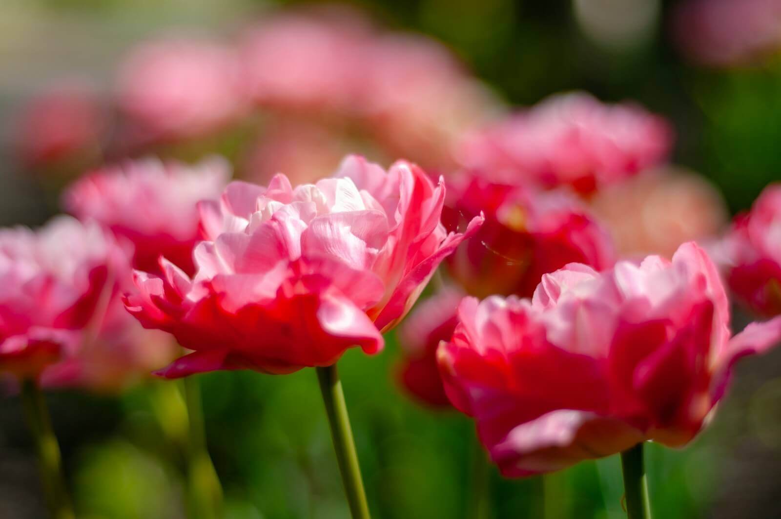 hoa cam chuong nang vang