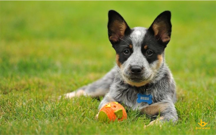 Chó và đồ chơi