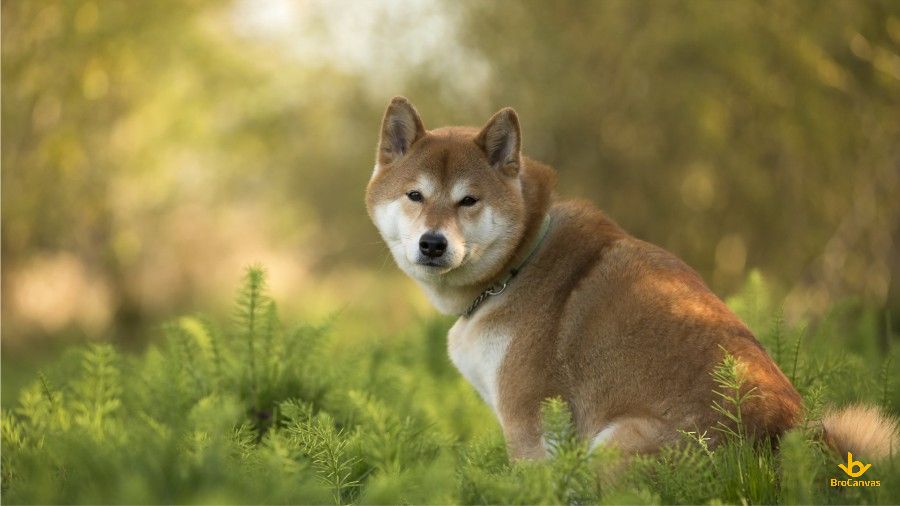 Chó shiba inu