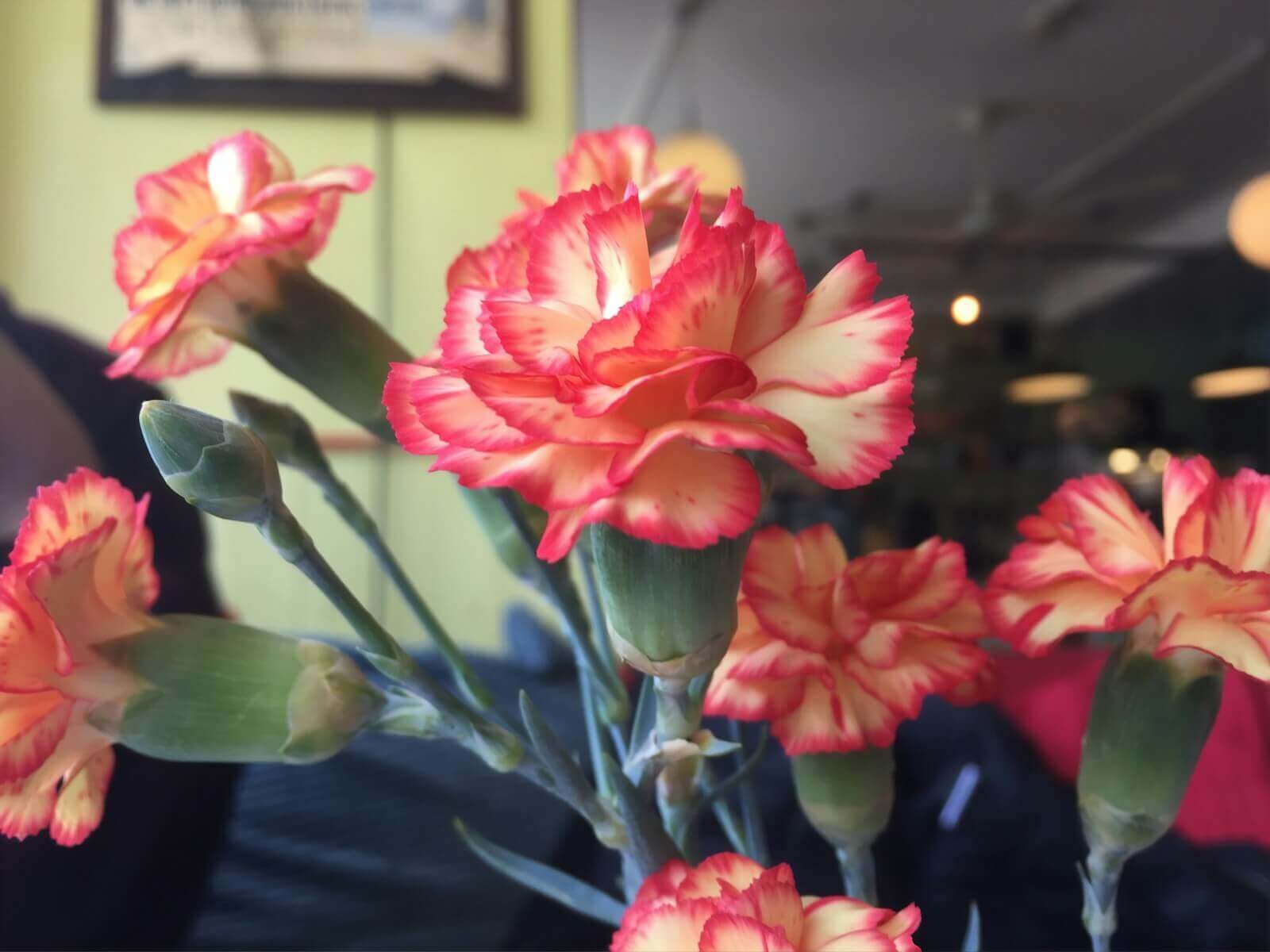 hoa cam chuong trang tri noi that