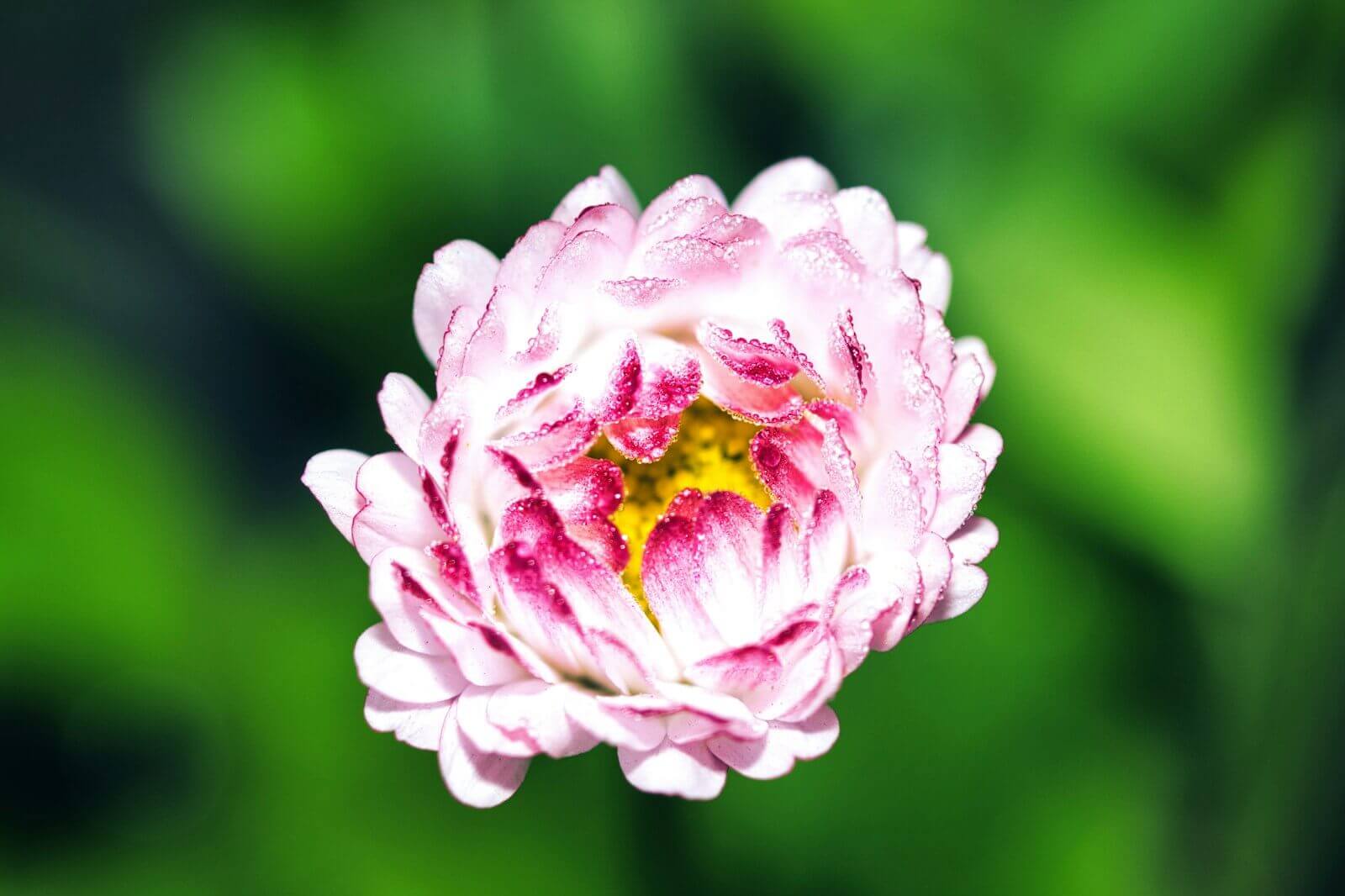 hoa cam chuong suong mai