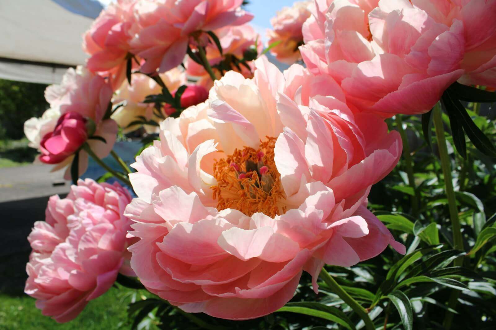 hoa cam chuong day mau sac