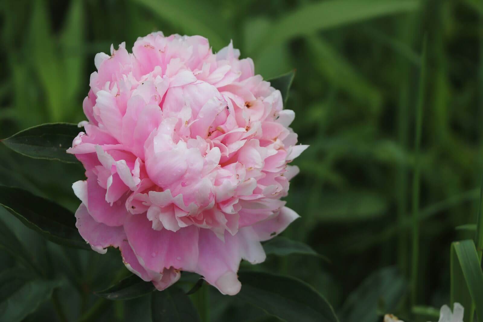 hoa cam chuong nghe thuat