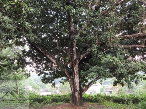 Cung cấp cây Sapoche