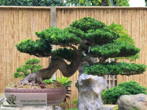 Vạn Niên Tùng bonsai