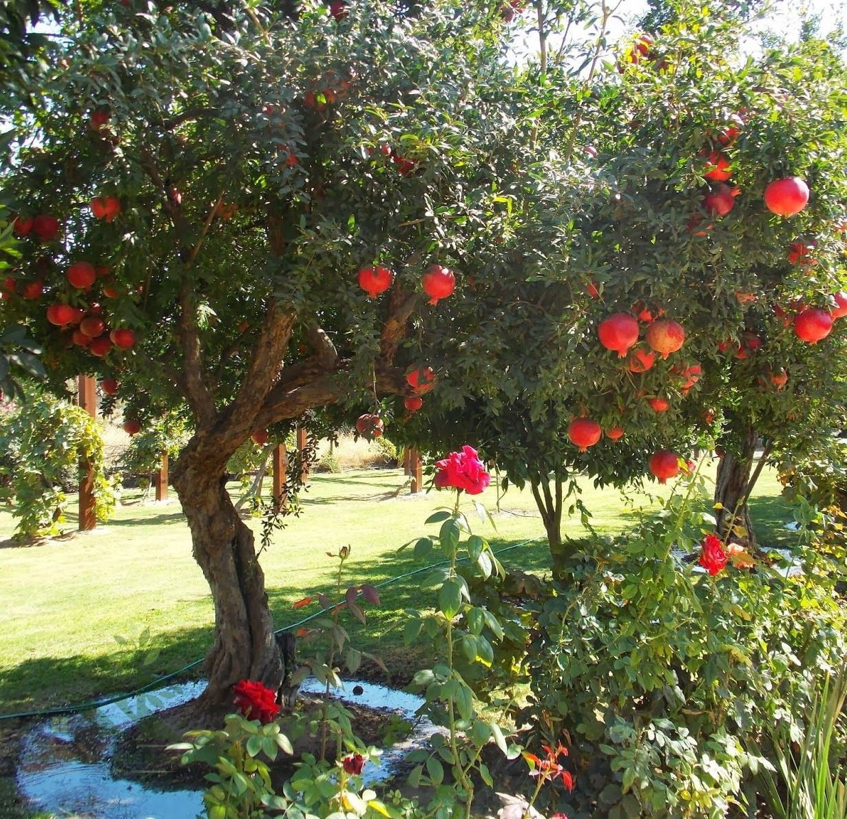 Cây Lựu Đỏ Ấn Độ Loài Cây Sinh Ra Để Làm Đẹp Sân Vườn