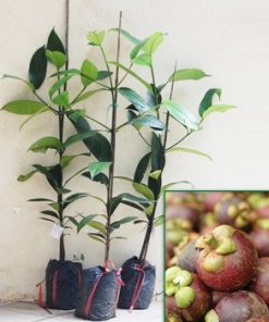 Cung cấp cây măng cụt trồng sân vườn