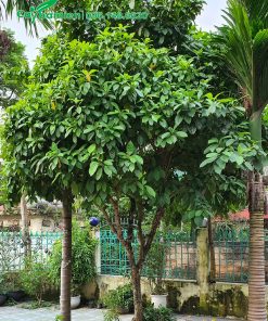 Cây dâu xanh – Top những giống cây trồng làm cảnh quan sân vườn