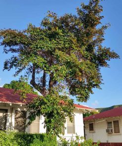 Cung cấp cây vú sữa trồng làm cảnh quan sân vườn