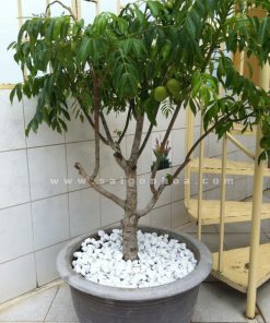 Cây cóc trồng sân vườn làm kiểng