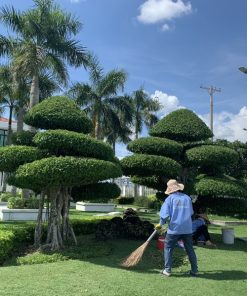 Dịch vụ chăm sóc cây cảnh sân vườn tại quận 5