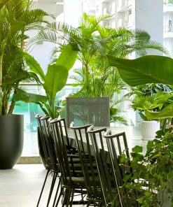 Cho thuê cây xanh – cho thuê cây cảnh nội thất – cây cảnh văn phòng