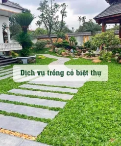 Dịch Vụ Trồng Cỏ Và Cách Chọn Thảm Cỏ Sân Vườn Biệt Thự