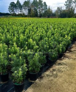 Vườn ươm Vạn Niên Tùng 5000 cây